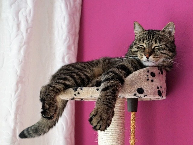 Kostenloser Download Katze Tiger Tier Raubkatze Kostenloses Bild, das mit dem kostenlosen Online-Bildeditor GIMP bearbeitet werden kann