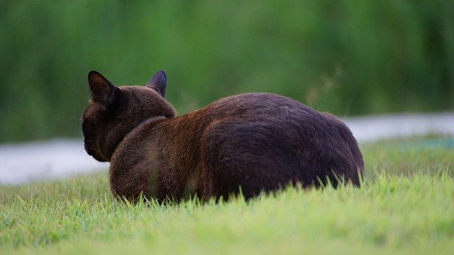 Free download cat tiger cat orange cat pet cute free picture to be edited with GIMP free online image editor