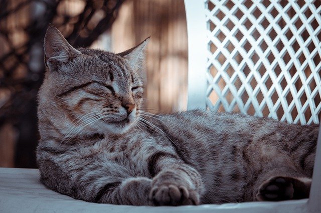 GIMPで編集する無料のダウンロード猫虎捕食者の毛皮の猫の無料画像無料のオンライン画像エディター