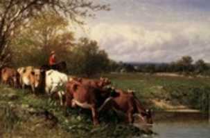 Free download Cattle and Landscape free photo or picture to be edited with GIMP online image editor