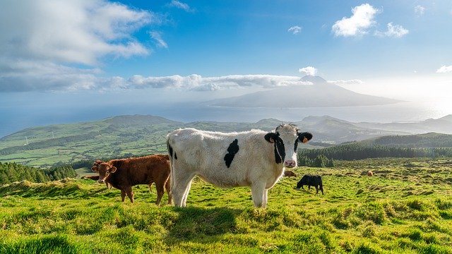 Téléchargement gratuit de bovins açores image gratuite de l'île du portugal à éditer avec l'éditeur d'images en ligne gratuit GIMP