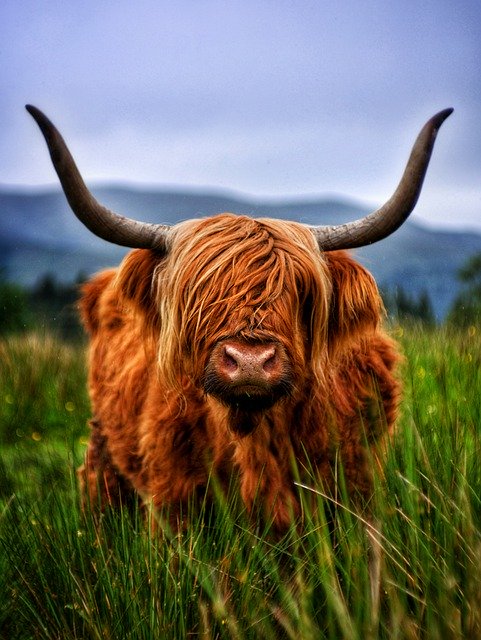 Free download cattle beef highland free picture to be edited with GIMP free online image editor