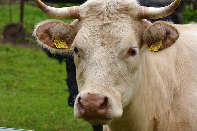 Free download cattle farm yard cow nature free picture to be edited with GIMP free online image editor