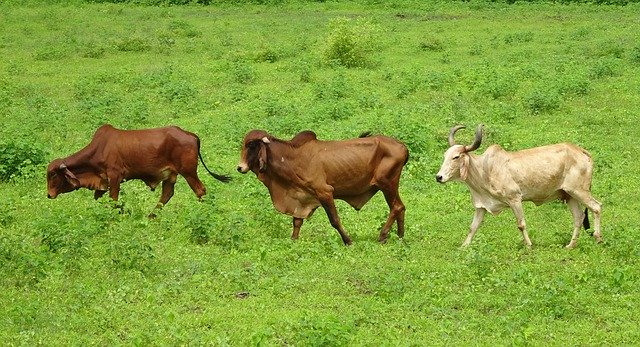 Free download cattle gir breed bull cow brahman free picture to be edited with GIMP free online image editor