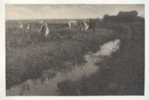 Free download Cattle on the Marshes free photo or picture to be edited with GIMP online image editor