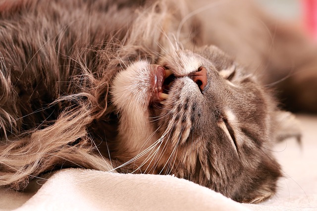 قم بتنزيل cat tomcat رأس الصورة المجانية ليتم تحريرها باستخدام محرر الصور المجاني عبر الإنترنت من GIMP