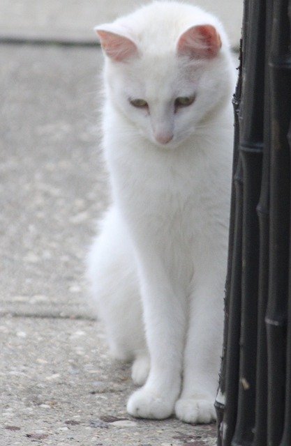 Free download cat white cat standing kitten free picture to be edited with GIMP free online image editor