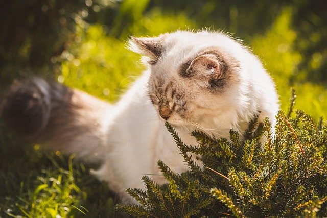 Безкоштовно завантажте білий сірий кіт на відкритому повітрі влітку безкоштовне зображення для редагування за допомогою безкоштовного онлайн-редактора зображень GIMP