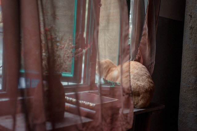 Free download cat window by the window curious free picture to be edited with GIMP free online image editor