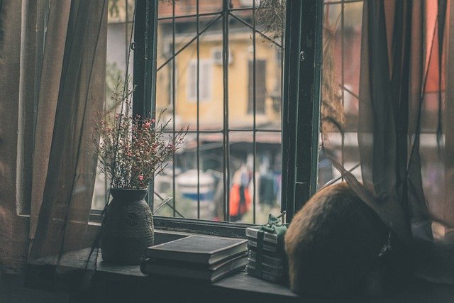 Free download cat window by the window flowers free picture to be edited with GIMP free online image editor