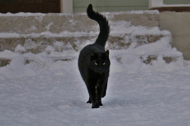 Bezpłatne pobieranie darmowego fińskiego szablonu zdjęć Cat Winter do edycji za pomocą internetowego edytora obrazów GIMP