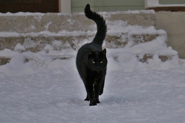 Бесплатно скачайте бесплатный шаблон фотографии Cat Winter Finnish для редактирования с помощью онлайн-редактора изображений GIMP