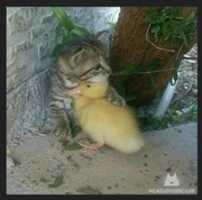 Free download CAT WITH CHICK free photo or picture to be edited with GIMP online image editor