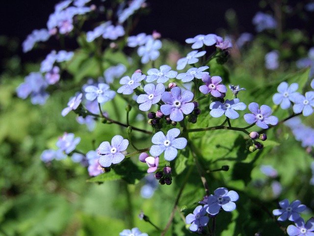 Muat turun percuma caucasian forget me nots gambar percuma untuk diedit dengan editor imej dalam talian percuma GIMP