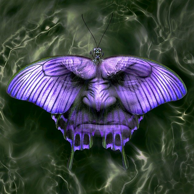 Бесплатно скачать обложку компакт-диска с изображением лица бабочки в стиле фэнтези, бесплатную картинку для редактирования в GIMP, бесплатный онлайн-редактор изображений