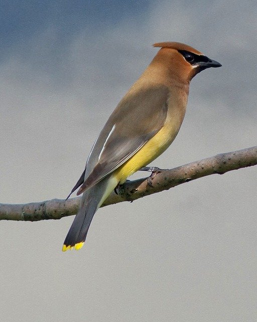 Free download cedar wax wing birds yellow sky free picture to be edited with GIMP free online image editor