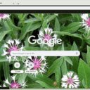 Centaurea  screen for extension Chrome web store in OffiDocs Chromium