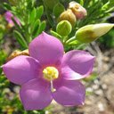 Centaury Flower Wallpaper  screen for extension Chrome web store in OffiDocs Chromium