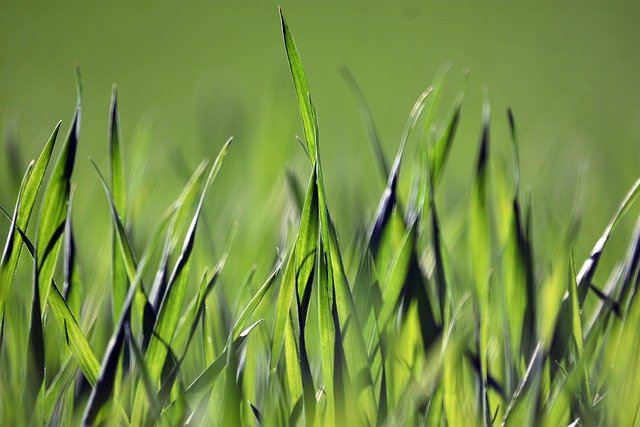 Free download cereal agriculture field green free picture to be edited with GIMP free online image editor
