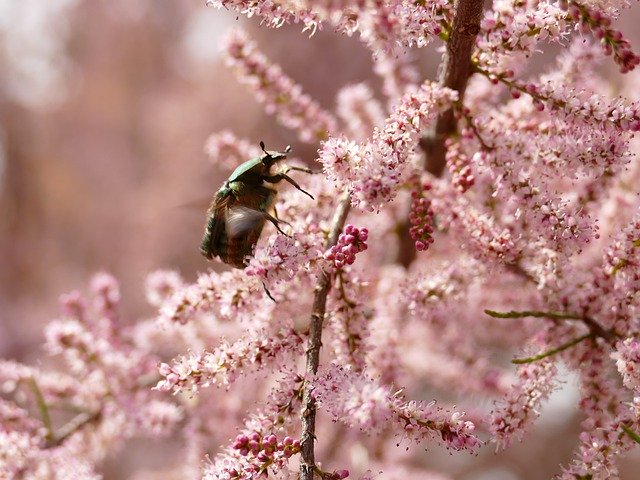Free download chafer beetle golden chafer cetonia free picture to be edited with GIMP free online image editor