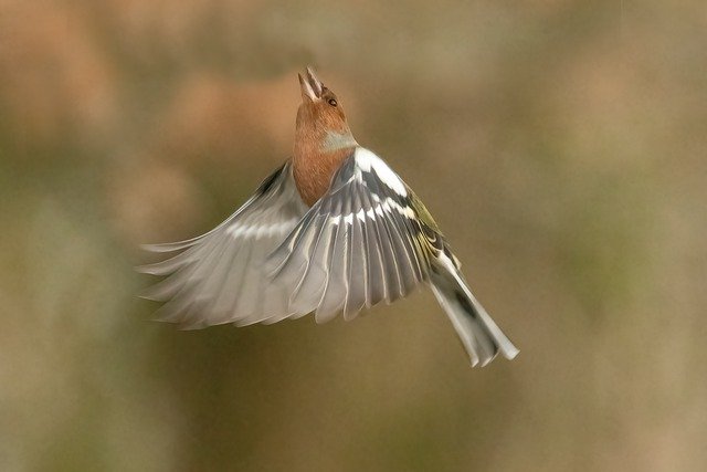 免费下载苍头燕雀栖息动物免费图片，使用 GIMP 免费在线图像编辑器进行编辑