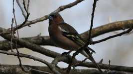 Скачать бесплатно Chaffinch Bird Singing - бесплатное видео для редактирования с помощью онлайн-редактора OpenShot