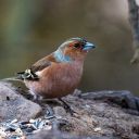 CHAFFINCH Theme  screen for extension Chrome web store in OffiDocs Chromium