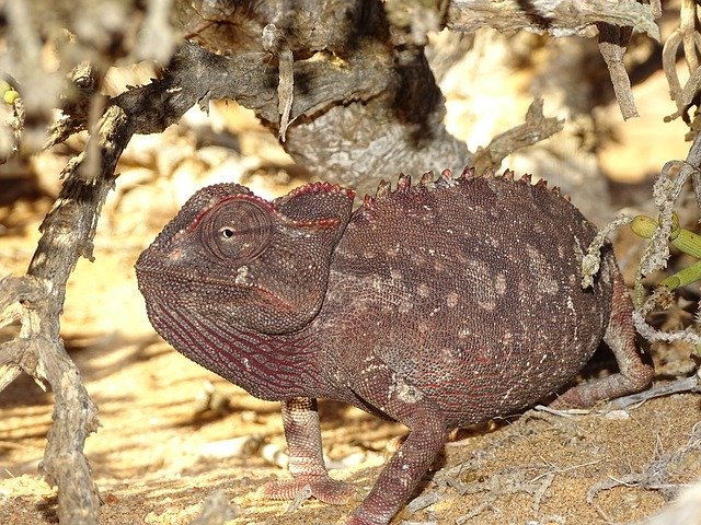 Bezpłatne pobieranie Chameleon Desert Animal - darmowe zdjęcie lub obraz do edycji za pomocą internetowego edytora obrazów GIMP