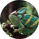 chameleon veiled ready catch prey  screen for extension Chrome web store in OffiDocs Chromium