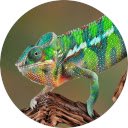Écran Chameleon Wallpaper HD Nouvel onglet pour l'extension de la boutique en ligne Chrome dans OffiDocs Chromium