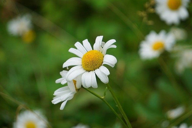 Free download chamomile petals blossom bloom free picture to be edited with GIMP free online image editor
