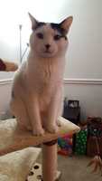 Free download Charlie the Cat! free photo or picture to be edited with GIMP online image editor