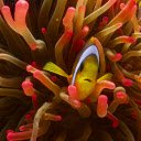 Charming clownfish  screen for extension Chrome web store in OffiDocs Chromium