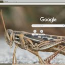 Chau Chau  screen for extension Chrome web store in OffiDocs Chromium