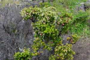 Free download Chaura berries on Gable Island free photo or picture to be edited with GIMP online image editor