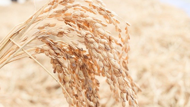 Free download ch autumn rice republic of korea free picture to be edited with GIMP free online image editor