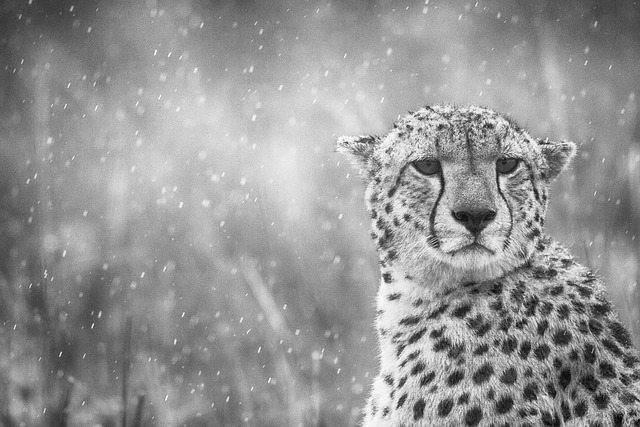 Free download cheetah africa wildlife nature free picture to be edited with GIMP free online image editor