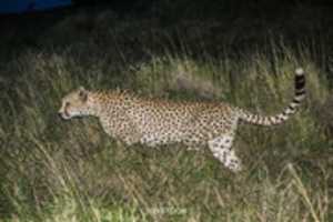 Free download Cheetah free photo or picture to be edited with GIMP online image editor