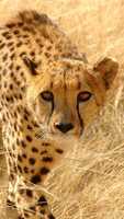 Free download Cheet free photo or picture to be edited with GIMP online image editor