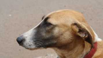 Free download che my npet dog free photo or picture to be edited with GIMP online image editor