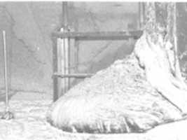 Bezpłatne pobieranie Czarnobylskiej stopy słonia darmowe zdjęcie lub obraz do edycji za pomocą internetowego edytora obrazów GIMP