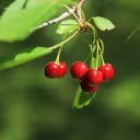 Cherries in the morning sunlight  screen for extension Chrome web store in OffiDocs Chromium