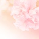 Cherry Blossom Branches in Bloom on Pink  screen for extension Chrome web store in OffiDocs Chromium