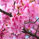 Cherry Blossom Flower-Bildschirm für die Erweiterung des Chrome-Webshops in OffiDocs Chromium