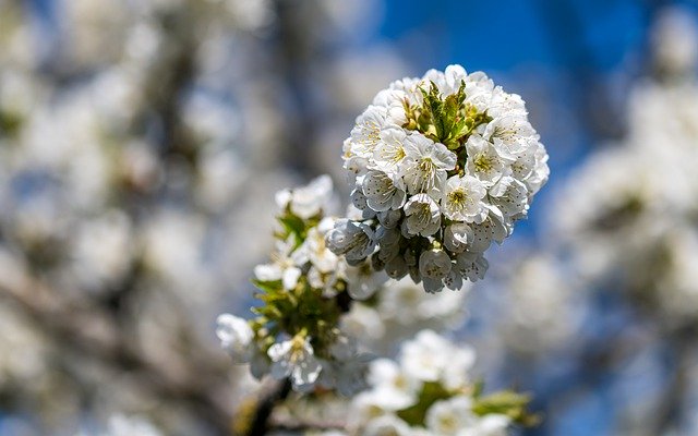 Free download cherry blossom flowers branch free picture to be edited with GIMP free online image editor