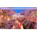 Cherry Blossom Forest with lots of lights  screen for extension Chrome web store in OffiDocs Chromium