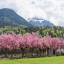 Cherry blossom garden  screen for extension Chrome web store in OffiDocs Chromium