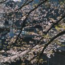 Cherry Blossom in Bloom  screen for extension Chrome web store in OffiDocs Chromium
