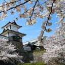 Cherry blossom pagoda  screen for extension Chrome web store in OffiDocs Chromium