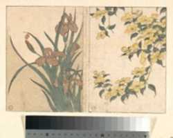 Free download Cherry Blossoms and Irises, from the illustrated book Flowers of the Four Seasons free photo or picture to be edited with GIMP online image editor